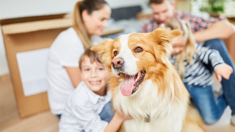 Comprehensive Guide to Managing Various Types of Dog Allergies