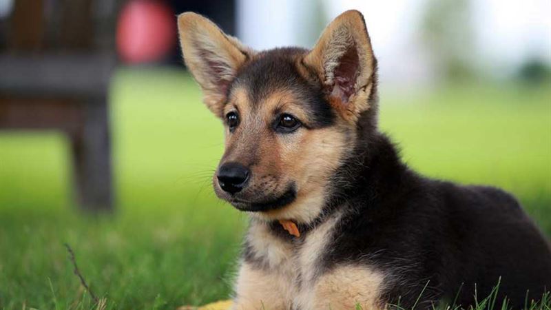 Comprehensive Guide to Preparing for Your German Shepherd Puppy