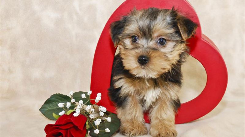 Comprehensive Guide to Raising a Happy and Healthy Morkie Puppy