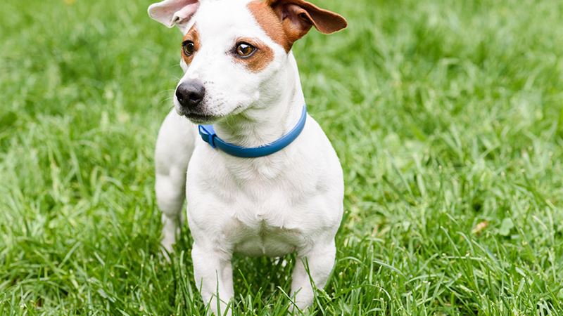 Ultimate Guide to the Best Flea and Tick Collars for Dogs: Keep Your Pet Safe Year-Round