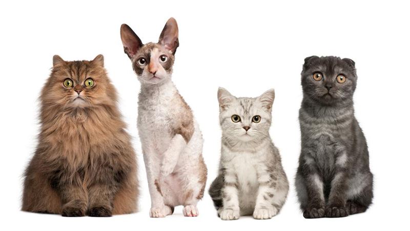 Top 4 Cat Breeds to Consider Adding to Your Family