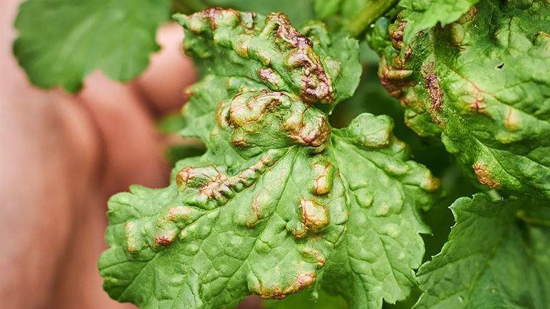 Effective Natural Strategies to Eradicate Aphids in Your Garden