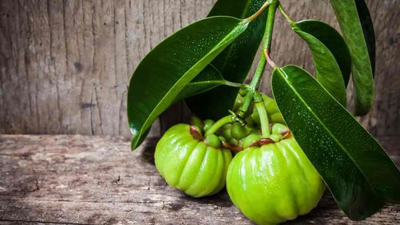 Comprehensive Guide to Garcinia Cambogia: Benefits, Uses, and Precautions