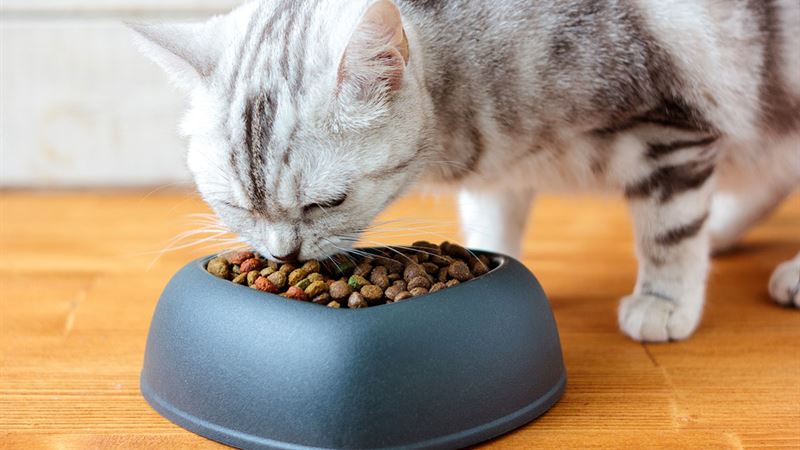 The Ultimate Guide to Choosing the Best Cat Food for Your Feline Companion