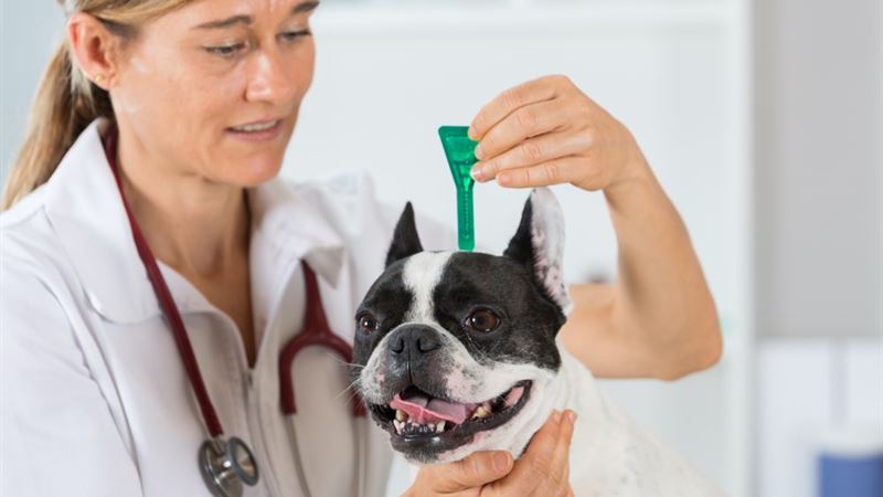 Top 5 Effective Heartworm Prevention Medications for Dogs: Protecting Your Pet Year-Round