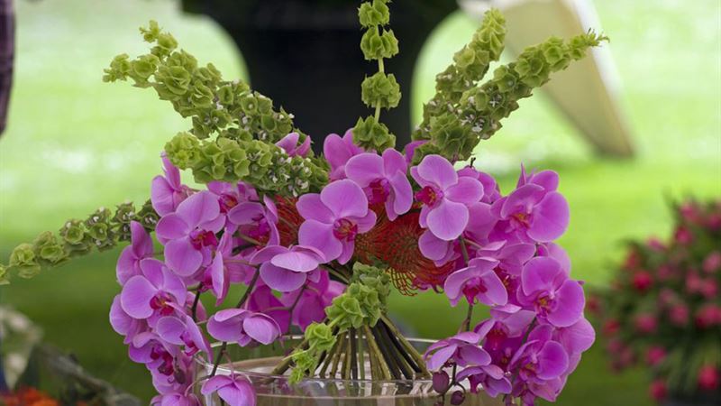 Comprehensive Guide to Cultivating Orchids Indoors Using Water-Based Methods Without Soil