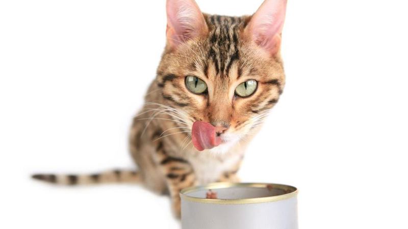 Top Benefits of Feeding Canned Food to Your Cat: A Comprehensive Guide