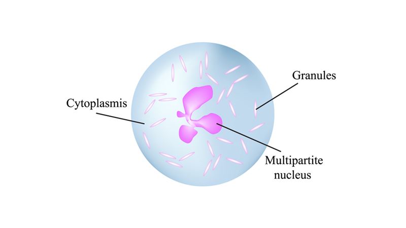 The Critical Role of Neutrophils in Immune Defense and Disease Processes
