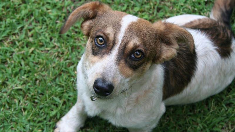 Designing a Comfortable and Functional Space for Your Pets