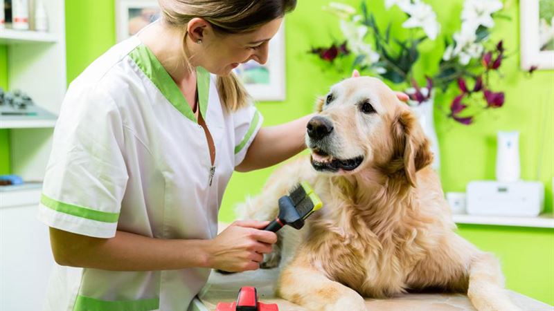 Ultimate Guide to Finding Discounted PetSmart Grooming Services for Your Dog